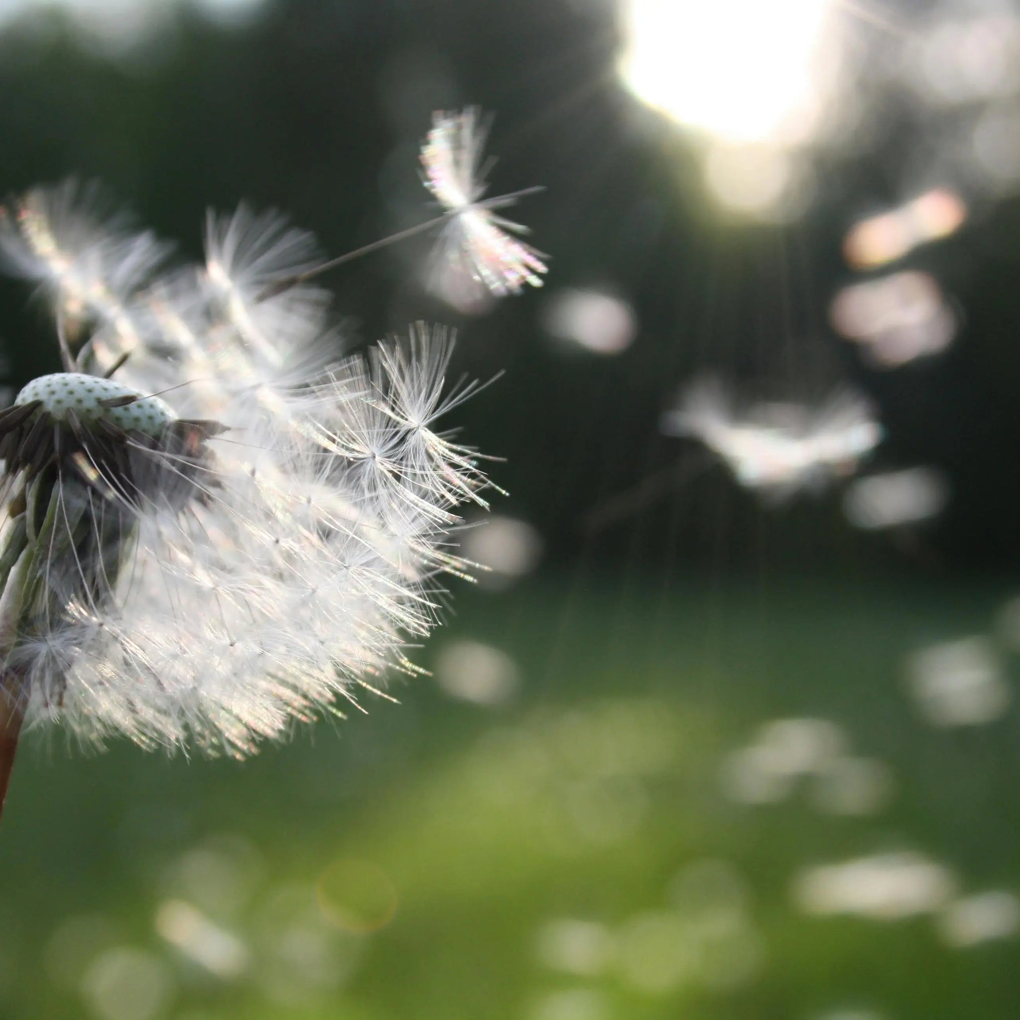 Adem Diep In Deze Lente met Comformidable